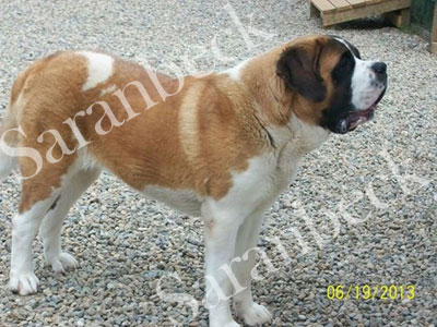 Zara In Si Minore Saranbeck ( Imp. Italy )